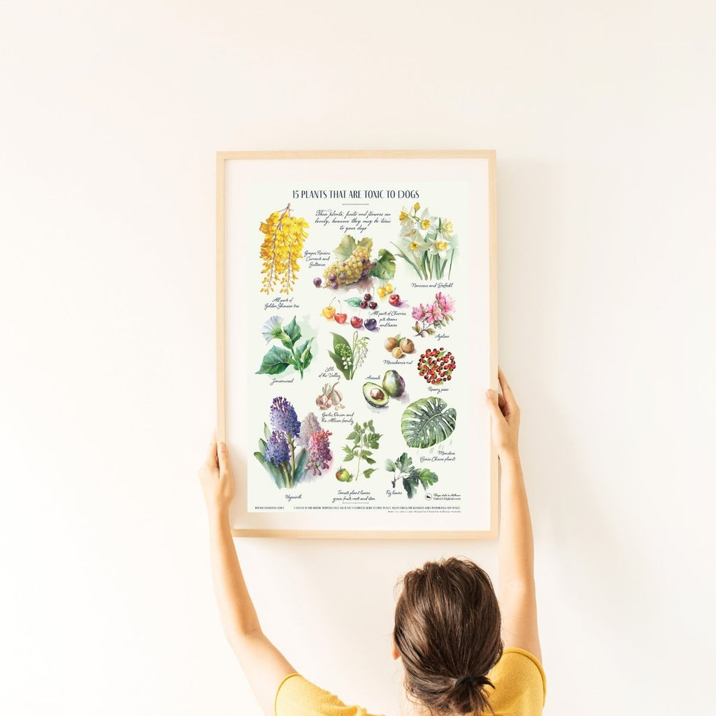 Hanoi Original wall art poster. Several common plants, and flowers that are poisonous to dogs? This lovely botanical poster is not just a beautiful wall art, it can be used as a guide to dog lovers. If you offer plants and flowers to friends who have dogs, do a brief inspection first just for peace of mind. 