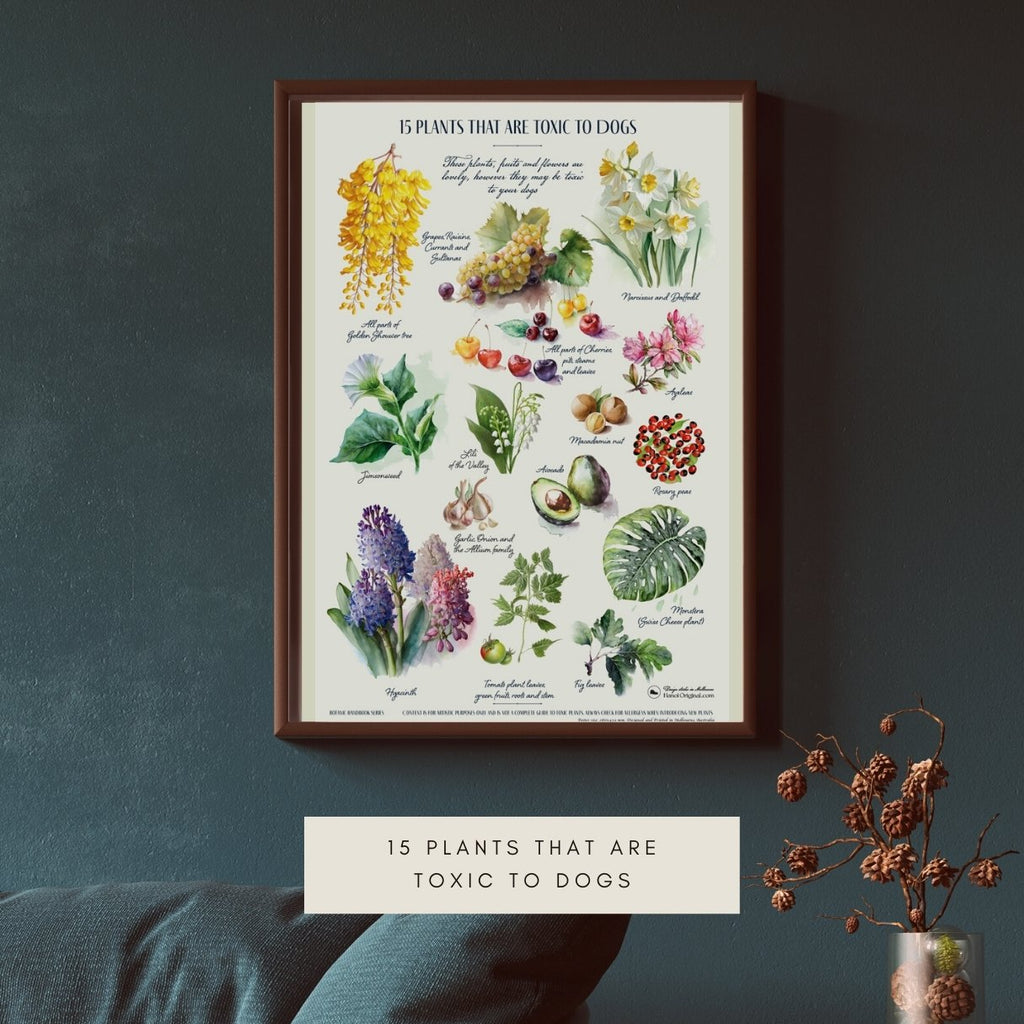 Hanoi Original wall art poster. Several common plants, and flowers that are poisonous to dogs? This lovely botanical poster is not just a beautiful wall art, it can be used as a guide to dog lovers. If you offer plants and flowers to friends who have dogs, do a brief inspection first just for peace of mind. 